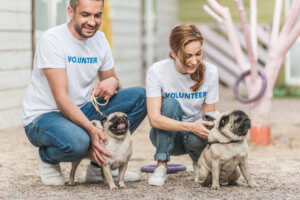 animal shelter volunteers with two pugs for adopting dog