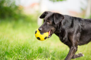 a dog playing with ball
