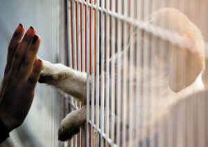 cute dog in adopting cage touching paw to human hand